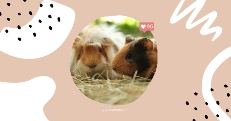 Popular Guinea Pig Breeds