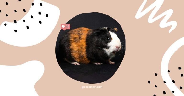 Recognizing Guinea Pig Depression