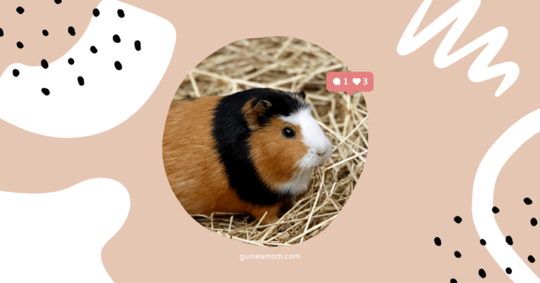 Top 10 Foods For A Healthy Guinea Pig Diet