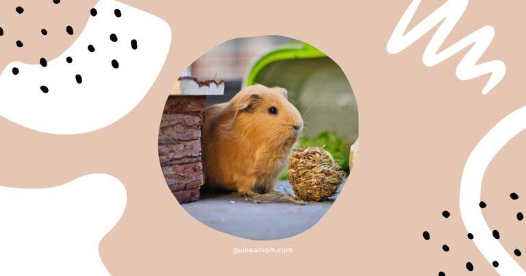 Top Factors Affecting Guinea Pig Lifespan
