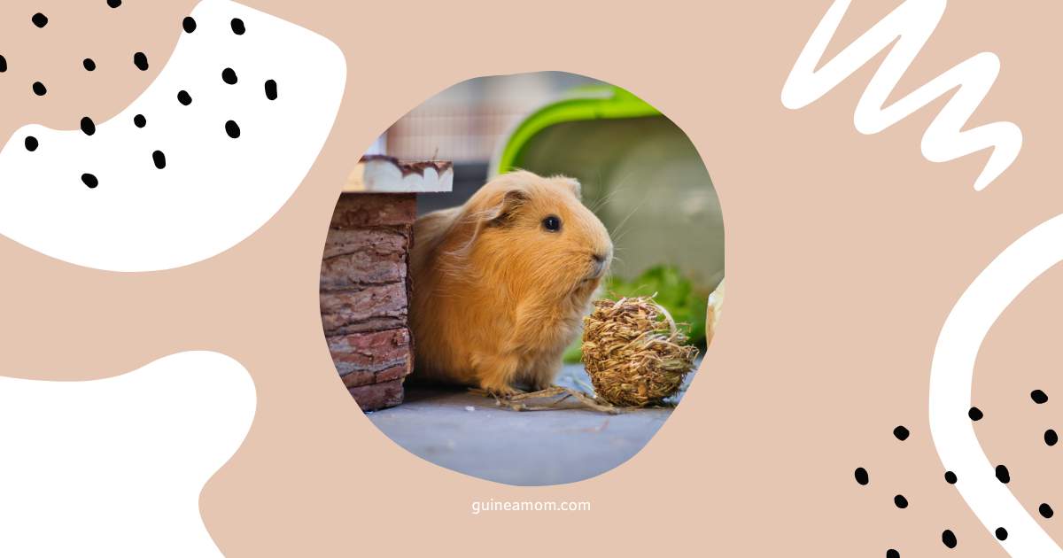 Top Factors Affecting Guinea Pig Lifespan