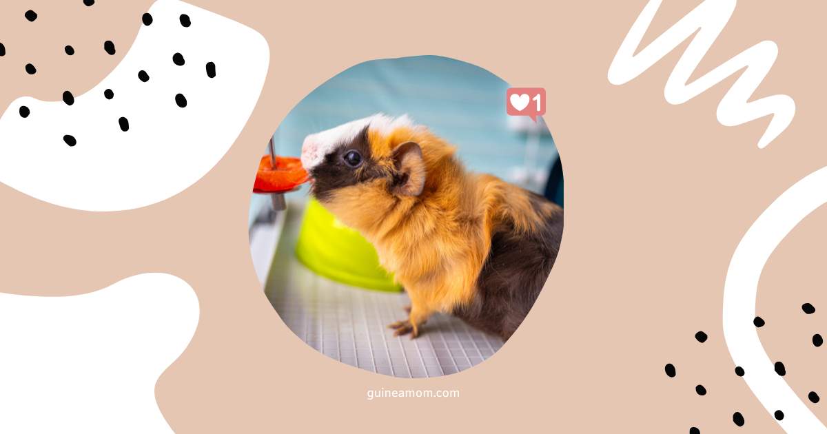 Top Healthy Treats For Guinea Pigs