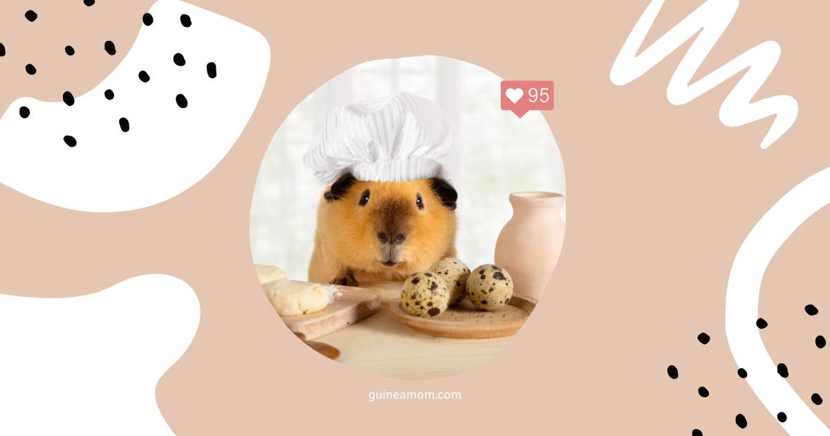 Unsafe Foods For Guinea Pigs