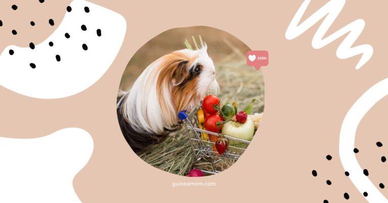 Best Fruits For Guinea Pigs