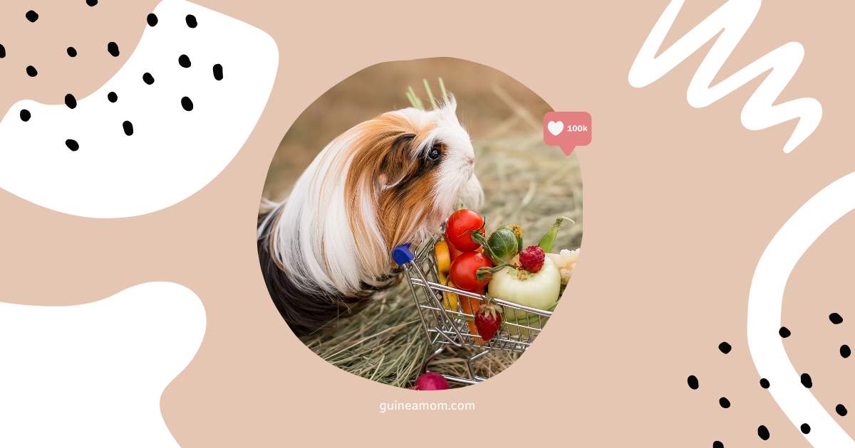Best Fruits For Guinea Pigs