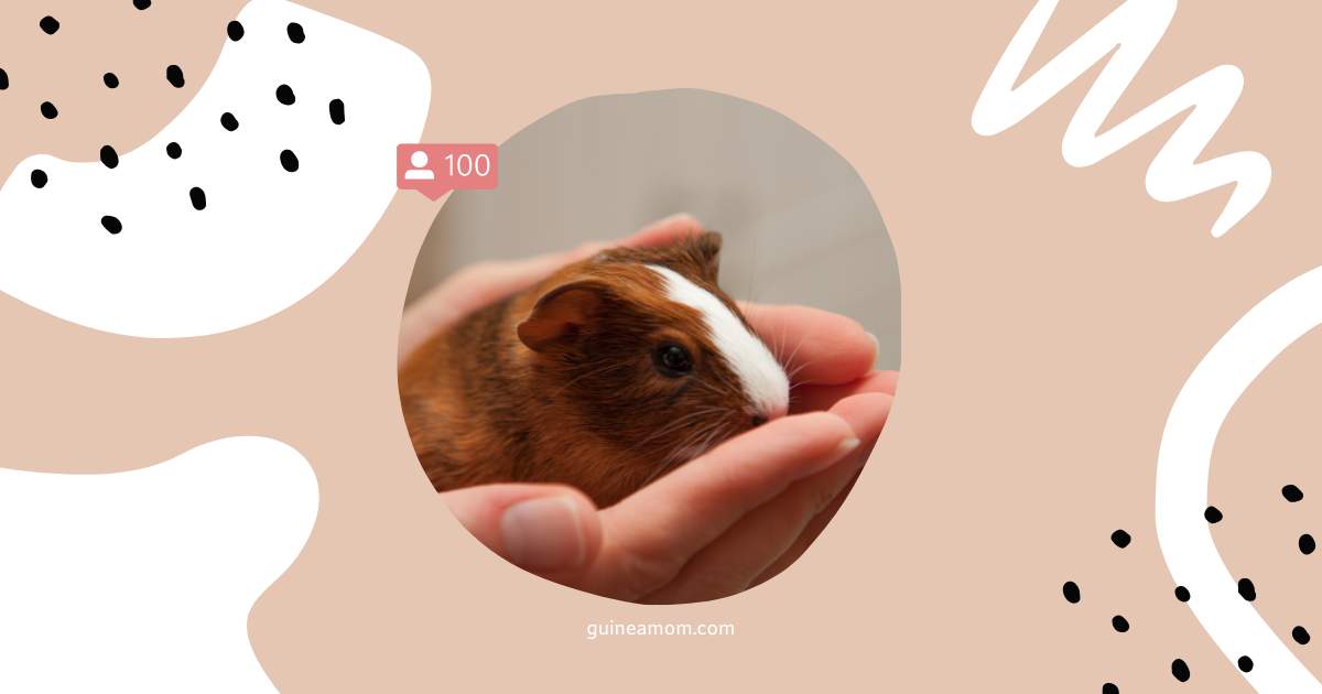 Best Guinea Pig Food For Babies