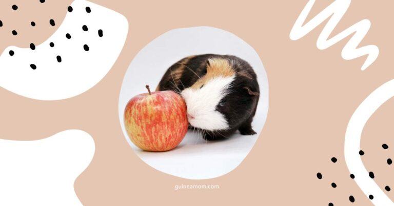Can Guinea Pigs Eat Apple