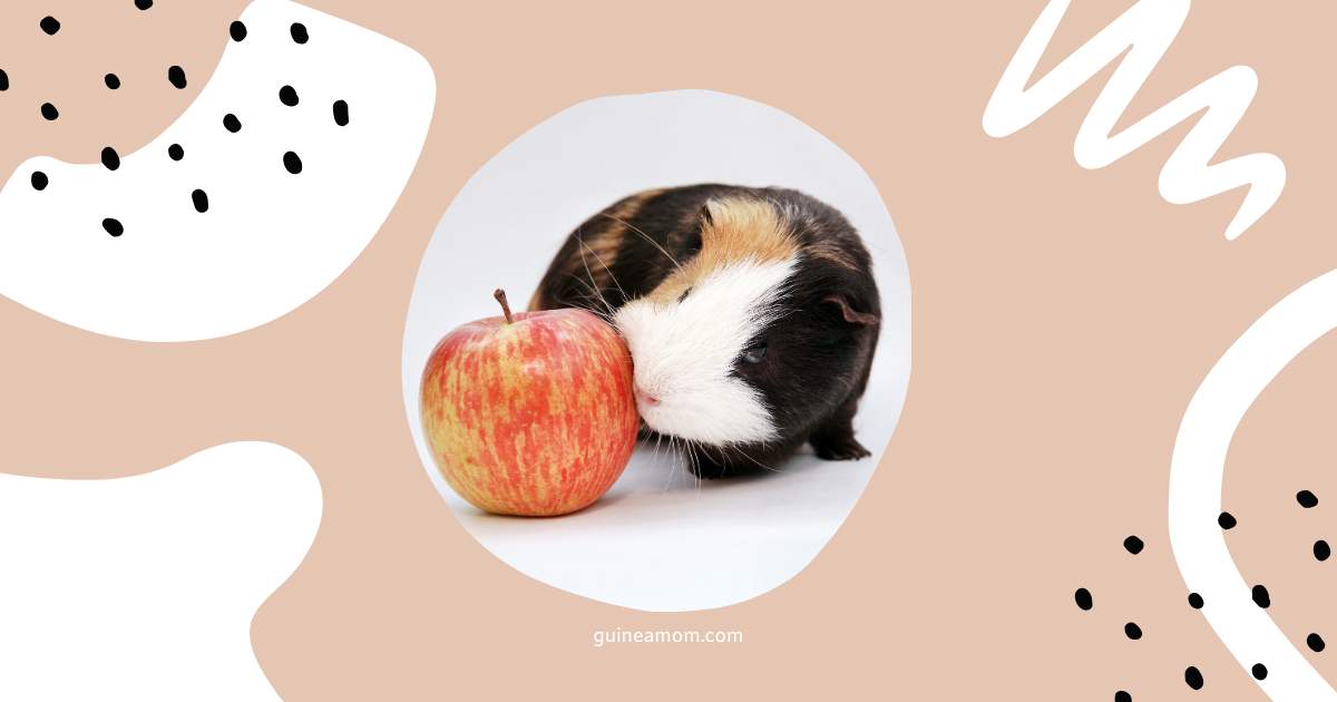 Can Guinea Pigs Eat Apple