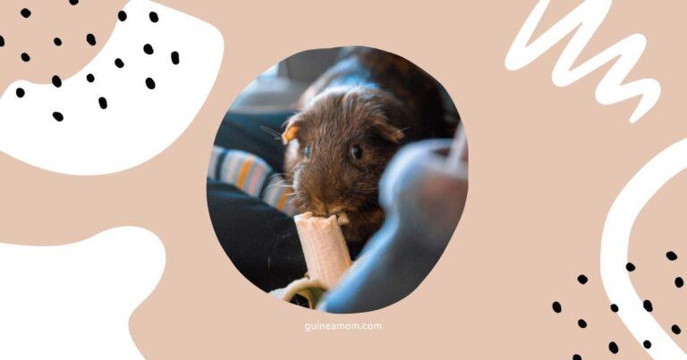 Can Guinea Pigs Eat Banana
