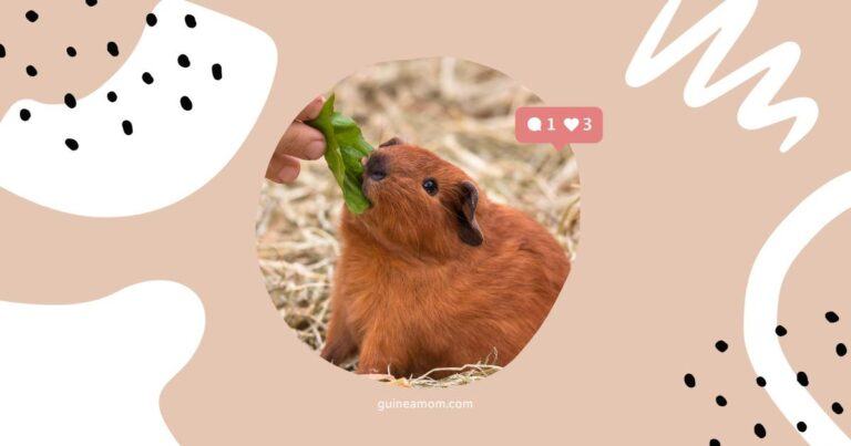 Can Guinea Pigs Eat Celery