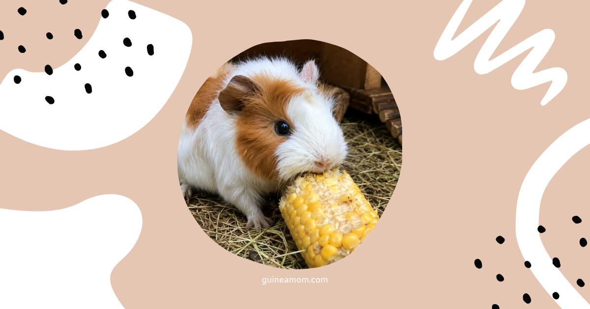 Can Guinea Pigs Eat Corn On The Cob