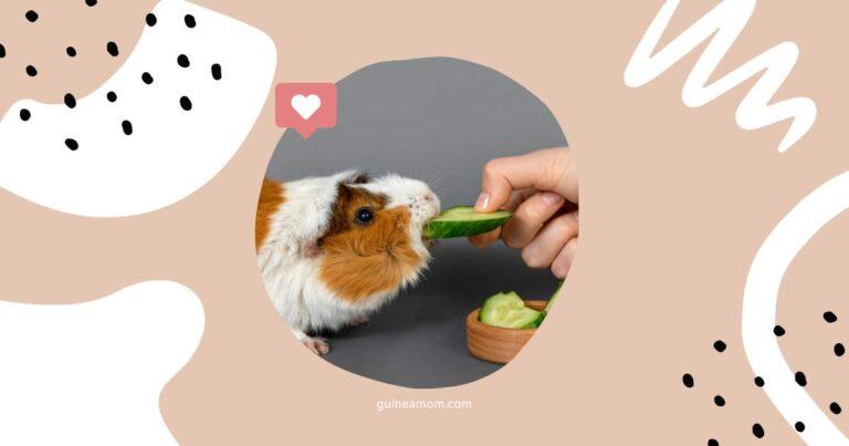 Can Guinea Pigs Eat Cucumber