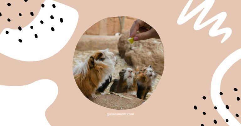 Can Guinea Pigs Eat Grapes