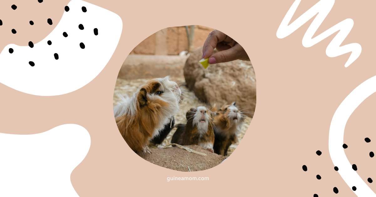 Can Guinea Pigs Eat Grapes