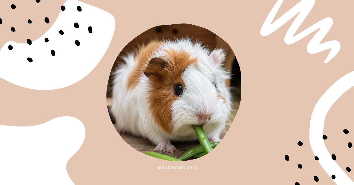 Can Guinea Pigs Eat Green Beans
