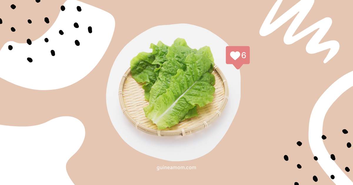 Can Guinea Pigs Eat Iceberg Lettuce