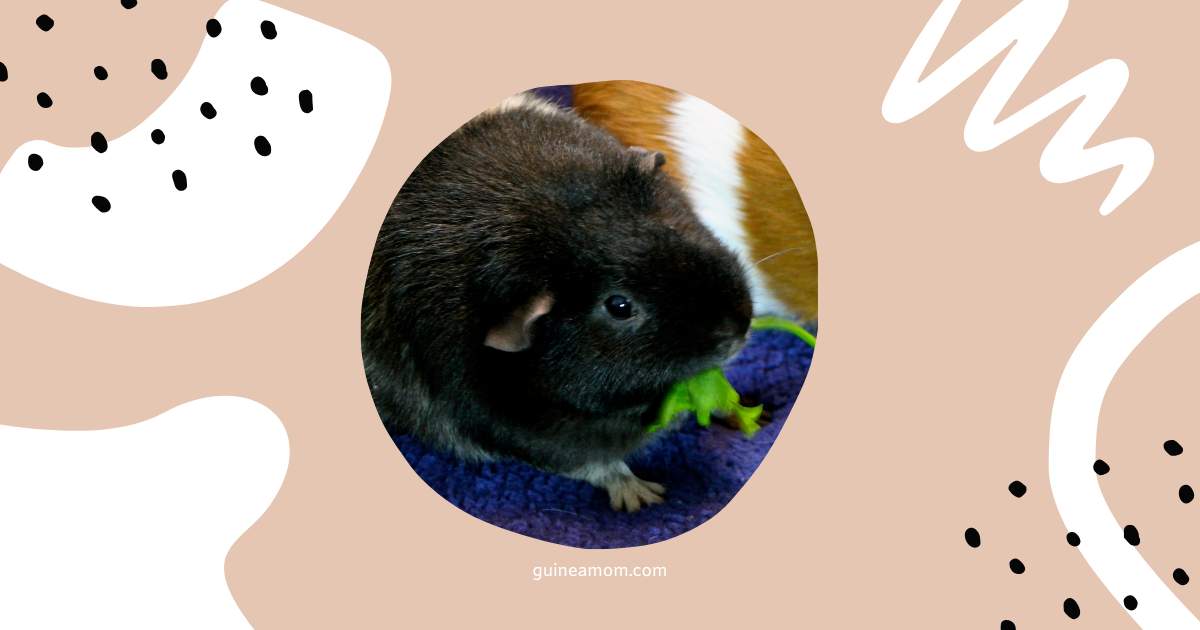 Can Guinea Pigs Eat Parsley