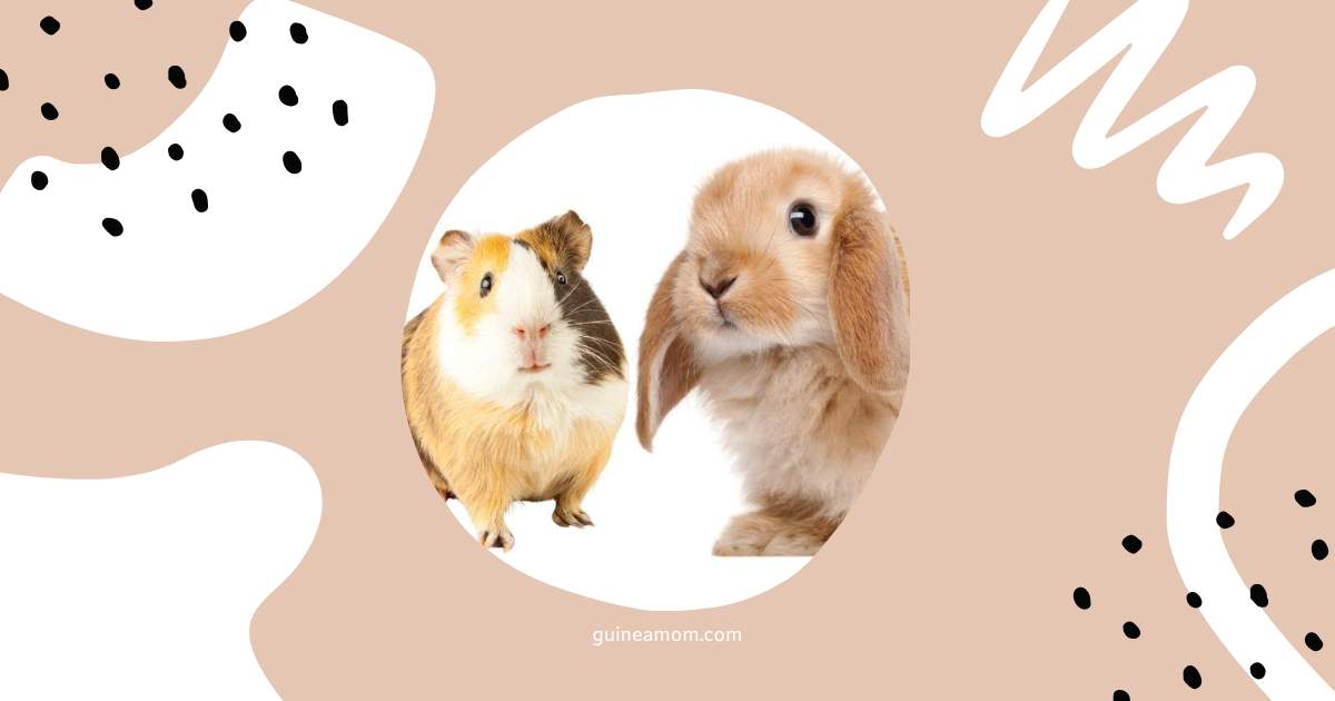 Can Guinea Pigs Eat Rabbit Food