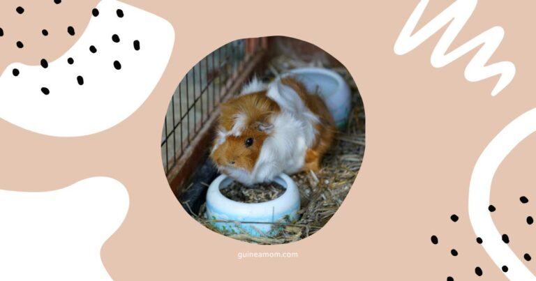 Can Guinea Pigs Eat Rabbit Pellets