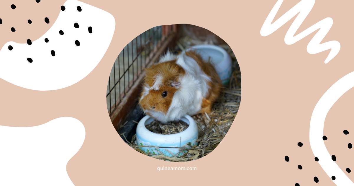 Can Guinea Pigs Eat Rabbit Pellets