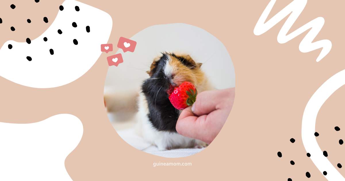 Can Guinea Pigs Eat Strawberries