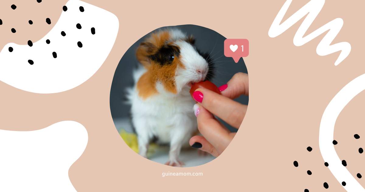 Can Guinea Pigs Eat Tomatoes