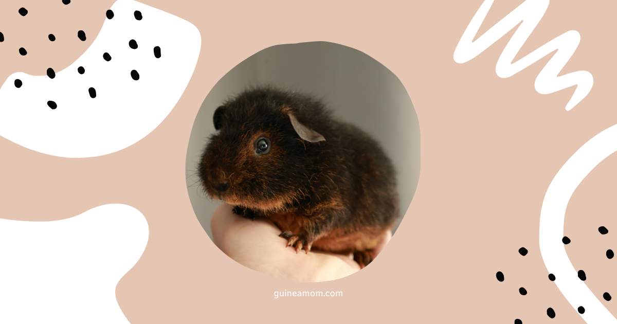 Caring For Baby Guinea Pigs