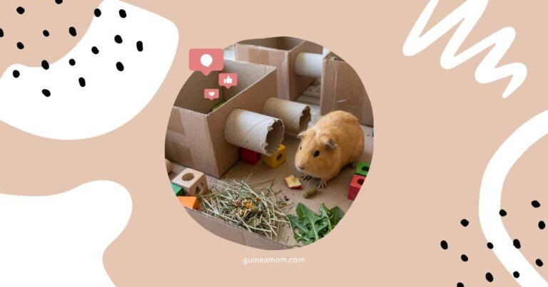DIY Guinea Pig Toys