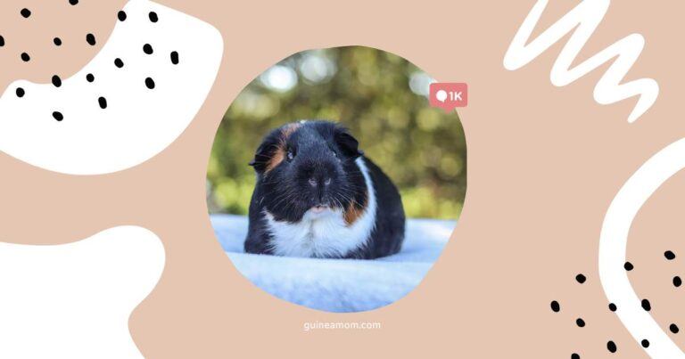 Do Guinea Pigs Hear Well