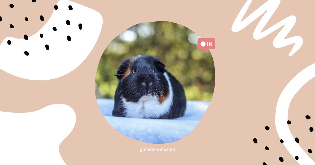 Do Guinea Pigs Hear Well