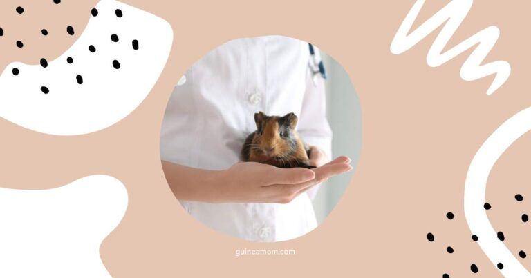 Do Guinea Pigs Need Vaccines