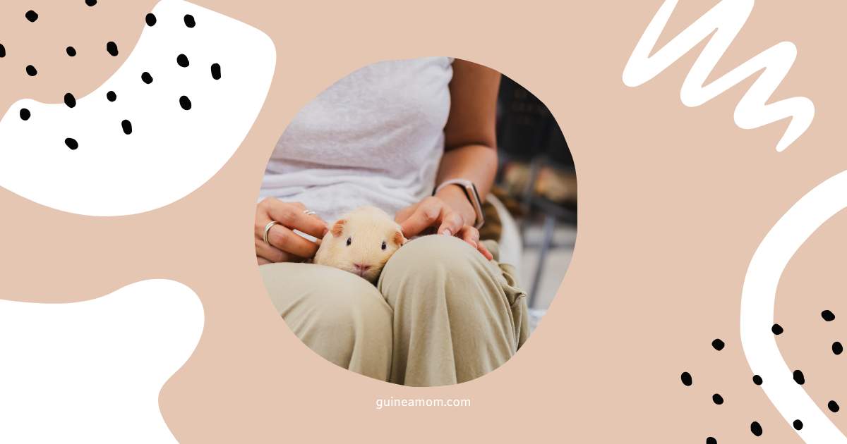 Do Guinea Pigs Recognize Their Owners?