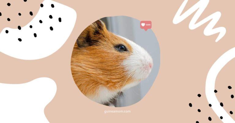 Do Guinea Pigs See Color