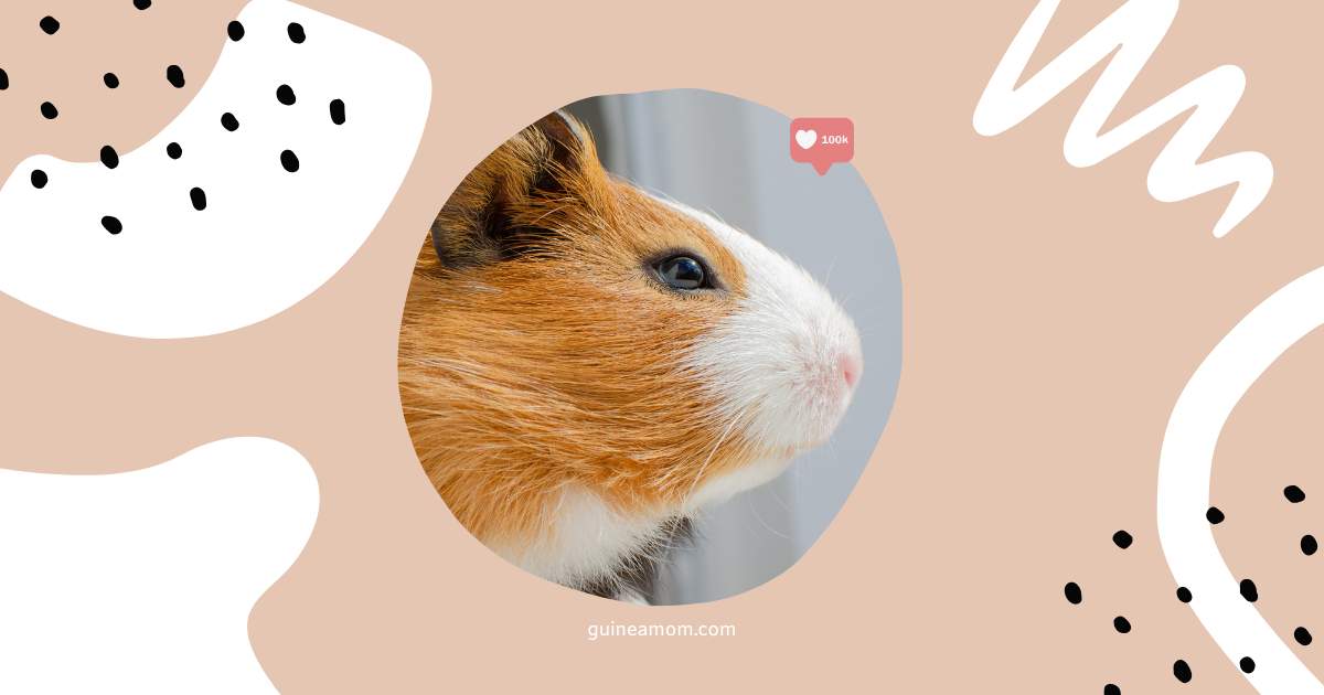 Do Guinea Pigs See Color