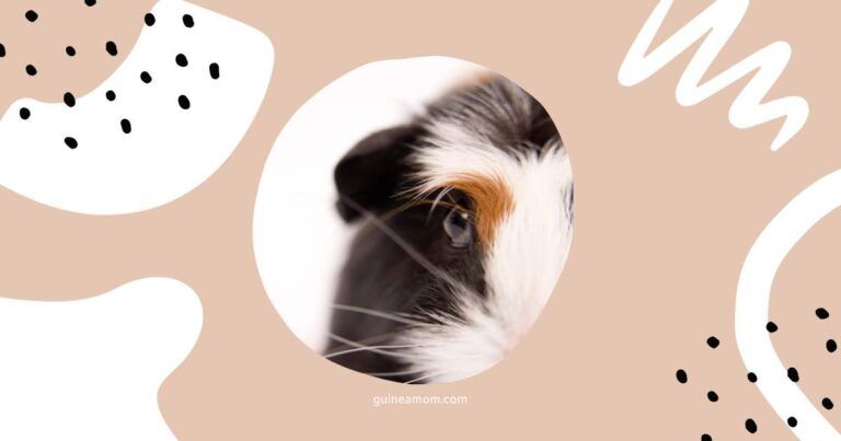 Do Guinea Pigs See Well?