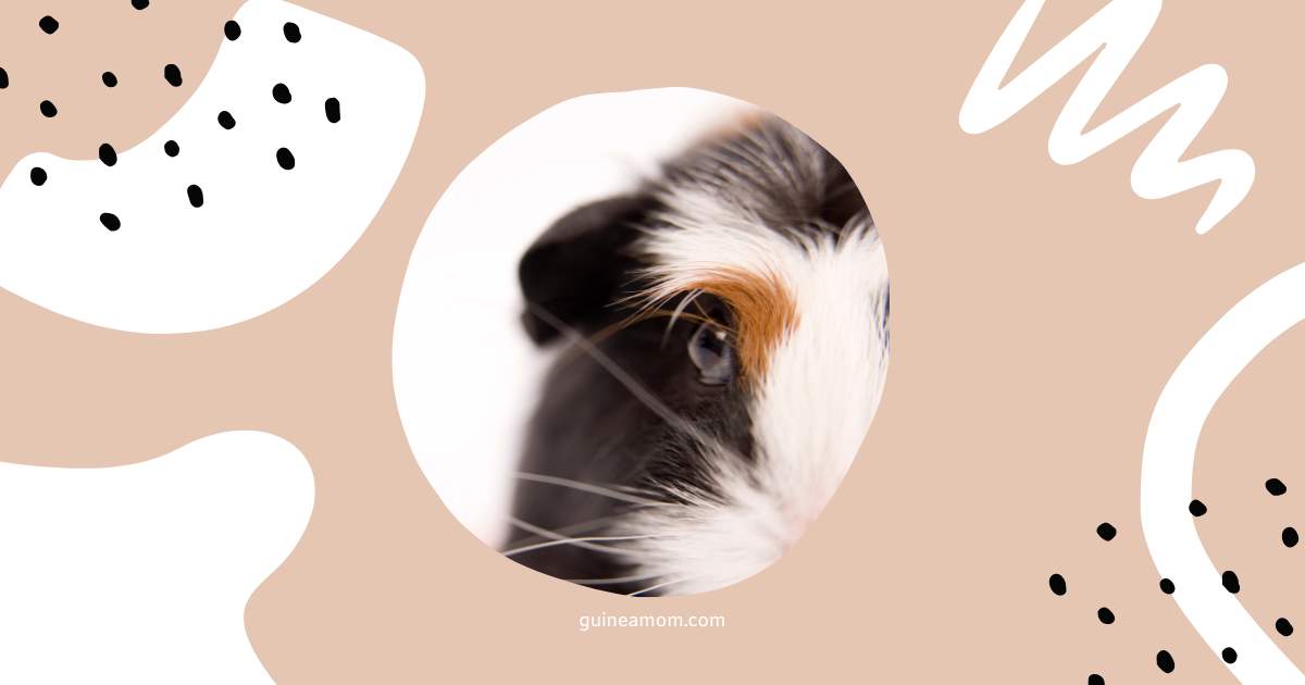 Do Guinea Pigs See Well?