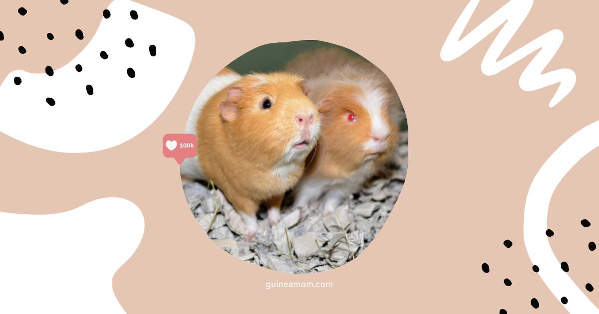 Do Guinea Pigs Smell