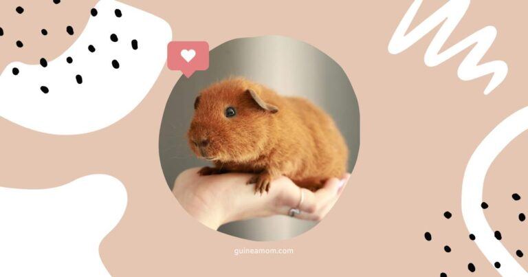 Guinea pig baby socialization tips