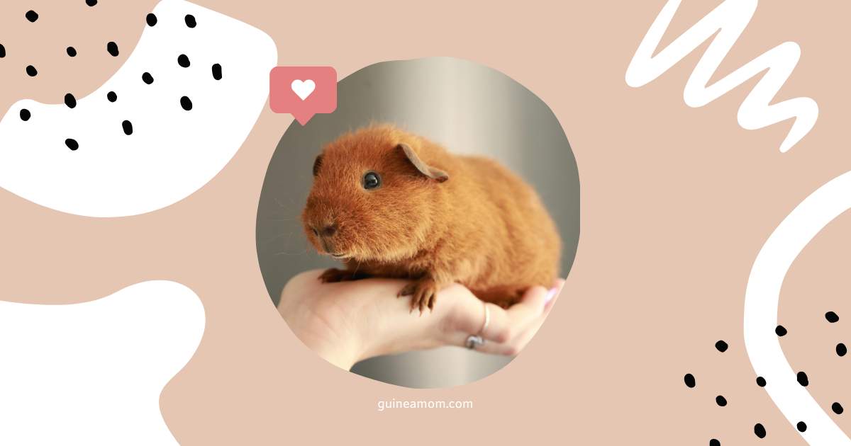 Guinea pig baby socialization tips