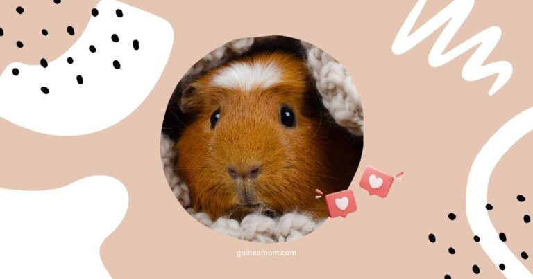 Guinea pig care tips