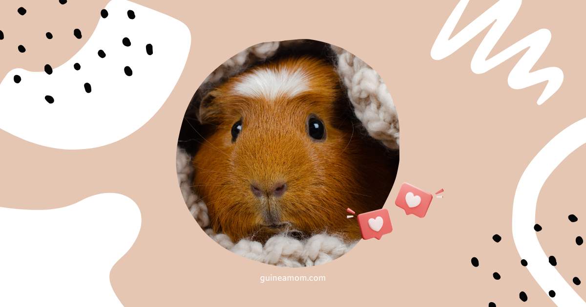 Guinea pig care tips