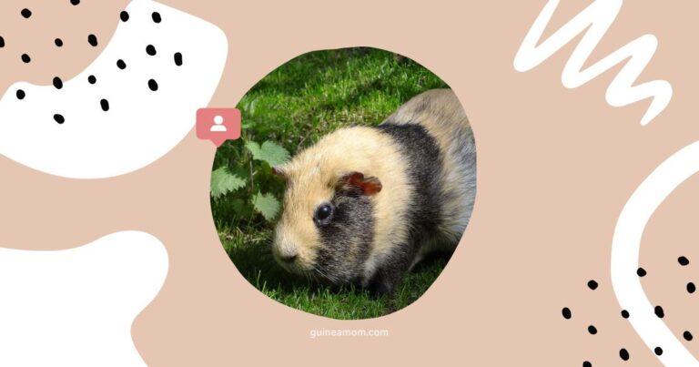 Guinea Pig Happy Sounds