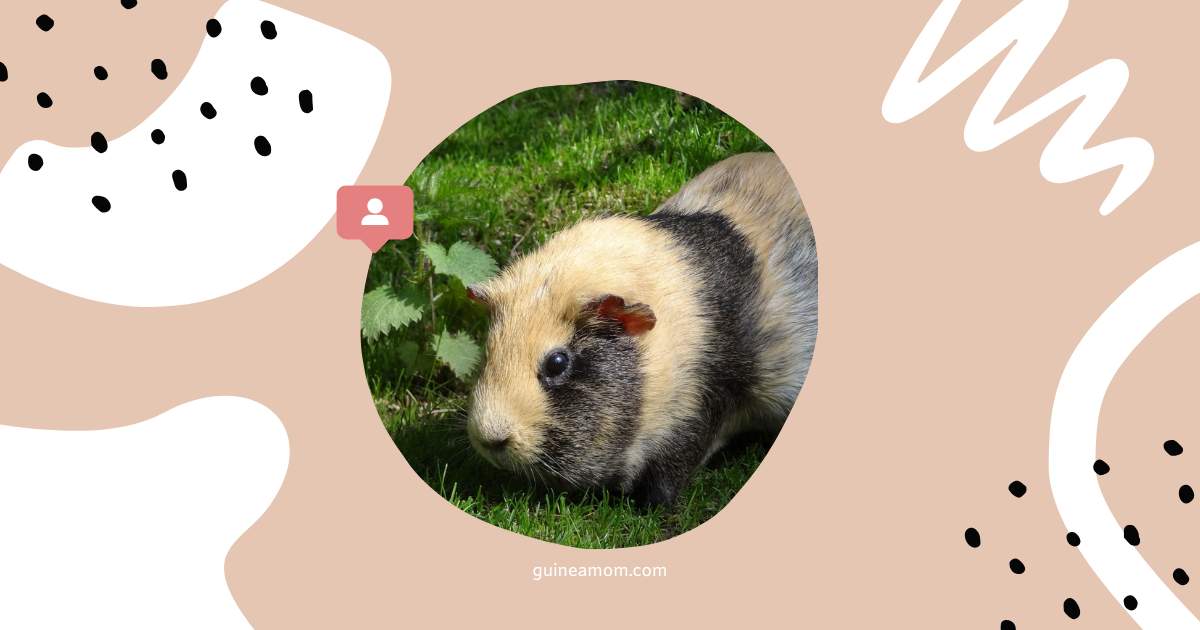Guinea Pig Happy Sounds