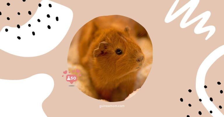 Guinea Pig Newborn Health Checklist