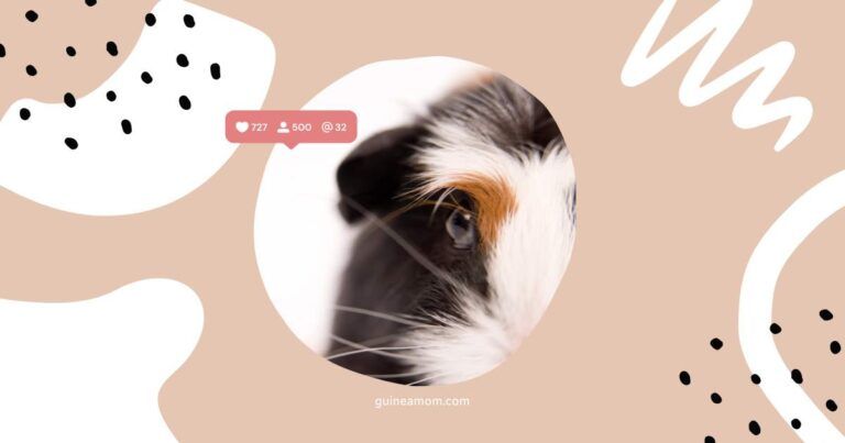 Guinea Pig Pup Growth Stages
