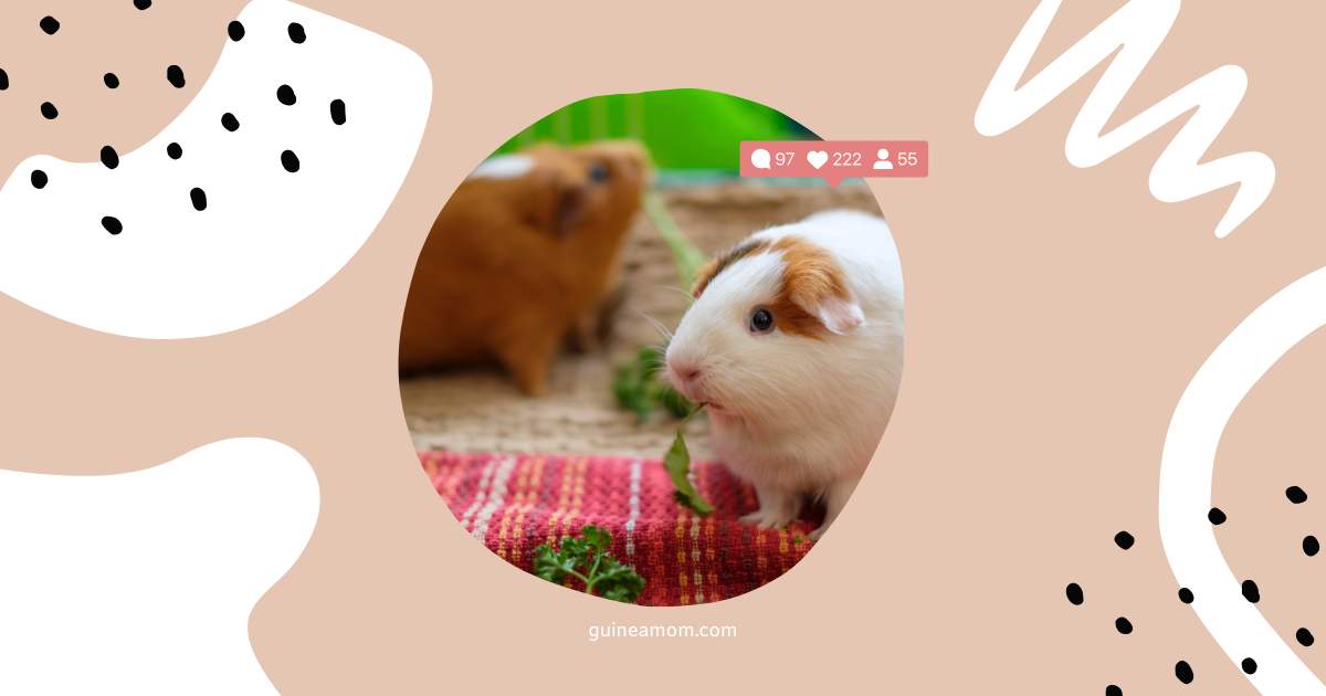 Guinea Pig Senses How They Experience The World