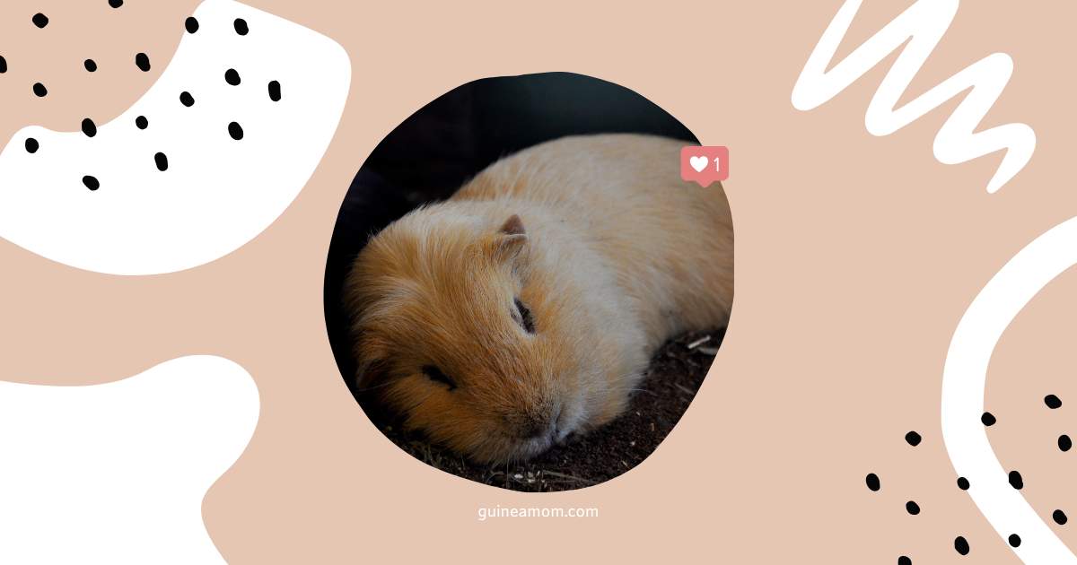 Guinea Pig Sleeping Habits
