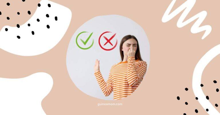 Guinea Pig Smell Myths And Facts