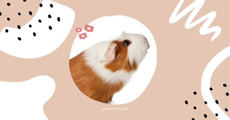 Guinea Pig Smell Sense How Powerful Is It