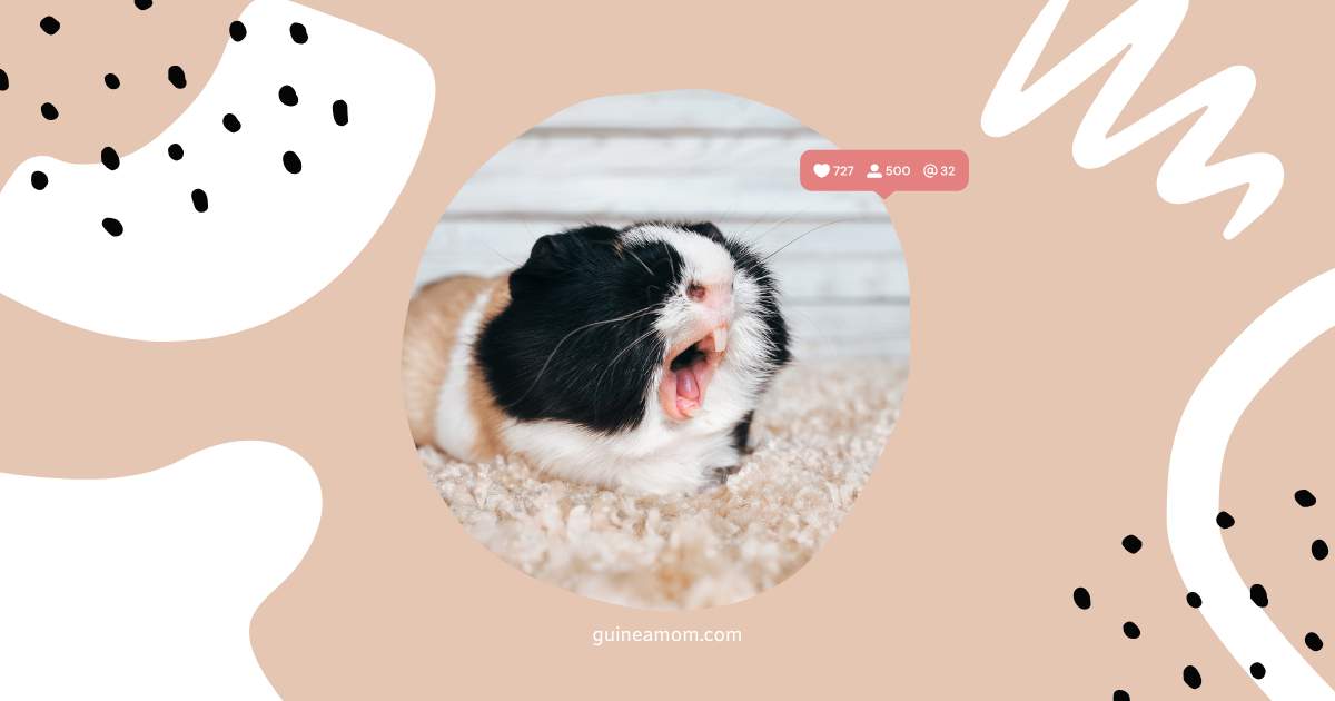 Guinea pig sounds